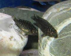 Petrochromis trwavasae