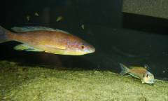 Cyprichromis microlepidotus 'Mabilibili' и Xenotilapia bathyphilus 'Isanga'