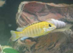 Инна Ч  - Labidochromis Yellow