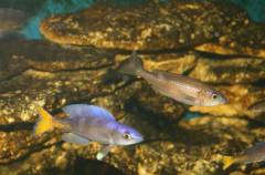 Blacke777 - Cyprichromis leptosoma utinta fluoriscent