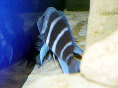 Cyphotilapia gibberosa "Blue Mpimbwe"