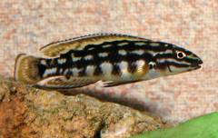 Julidochromis marlieri, молодой самец ~4см