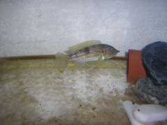 Gnathochromis permaxillaris  рыба пылесос