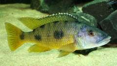 Exochochromis anagenys