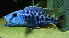 Tyrannochromis nigriventer