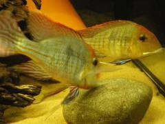 Geophagus sp. “Tapajos Red head”