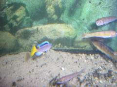 Cyprichromis leptosoma 'Utinta fluorescent'