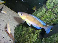 Cyprichromis microlepidotus kavalla