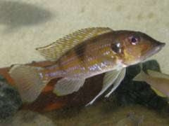 Gnathochromis1.JPG