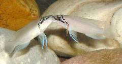 Chalinochromis br. Maswa.jpg