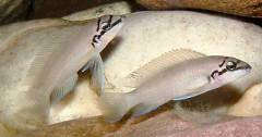 Chalinochromis brichardi "Maswa"