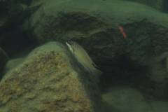 chalinochromis