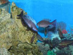 	Cyprichromis leptosoma 'jumbo Kitumba'