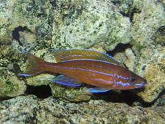 	Paracyprichromis nigripinnis ' blue neon '