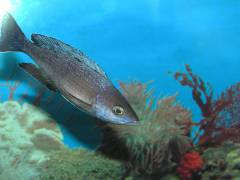 	Cyprichromis leptosoma 'jumbo Kitumba'