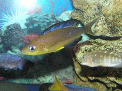 Cyprichromis microlepidotus 'Karilani'