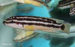 Julidochromis ornatus Bemba.jpg
