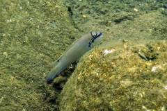 Chalinochromis brichardi "Maswa"