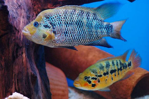 Parachromis Motaguensis