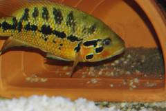Parachromis Motaguensis f.jpg