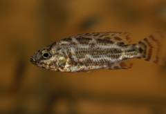 Nimbochromis polistigma
