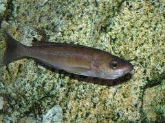 Cyprichromis microlepidotus 'Karilani' F1