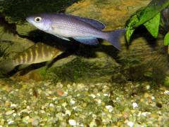 Cyprichromis sp. "jumbo speckleback Moba"