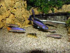 Cyprichromis leptosoma 'jumbo speckleback Moba'.jpg