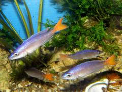 Cyprichromis leptosoma Utinta red teil Cyprichromis leptosoma Utinta red teil1.jpg