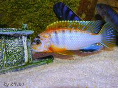 Labidochromis spec. Kimpuma red male