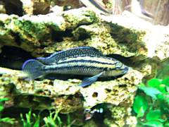 Julidochromis dickfeldi самец.