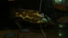 Nimbochromis livingstoni