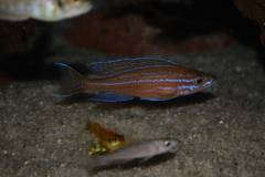 Paracyprichromis nigripinnis ' blue neon '