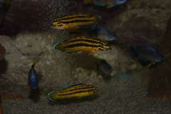 Julidochromis regani 'Kerenge'
