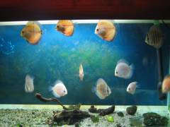 Мои аквариумы