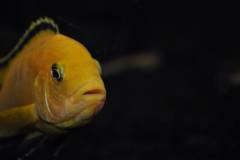 Labidochromis caeruleus 'yellow'