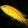 Labidochromis caeruleus 'Yellow'