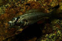 Haplochromis thereuterion