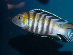 Cynotilapia edwardi 'Cobue'