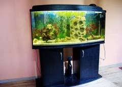 My Aquarium