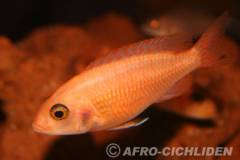 Aulonocara spec. Fire Fish (Fameli)