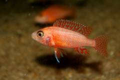 Aulonocara sp. firefish - 4-5см