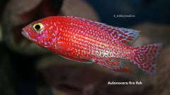 Aulonocara spec. Fire Fish