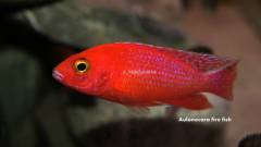 Aulonocara spec. Fire Fish