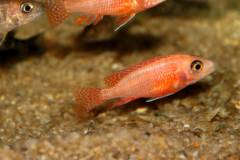 Aulonocara sp. firefish - 4-5см