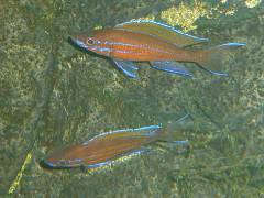 Paracyprichromis nigripinnis "blue neon"