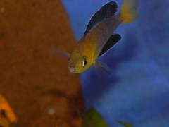 cyprichromis leptosoma yellow head jumbo