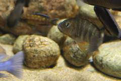 Petrochromis famula Kigoma female