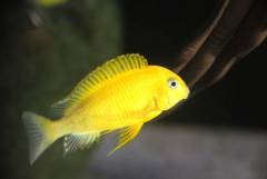 Tropheus Kriza Gold