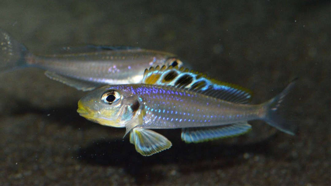 Xenotilapia bathyphilus "Kekese"